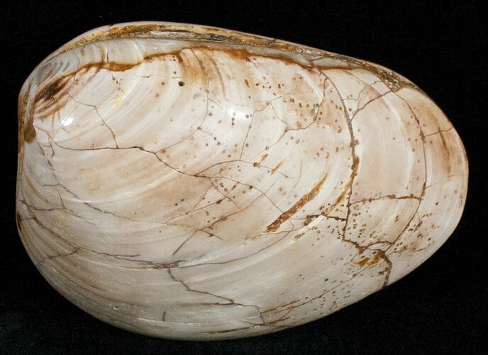 Wide Polished Fossil Clam - Jurassic #12075